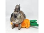 Adopt Porter a Rex, Bunny Rabbit