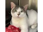 Adopt Gibson - available for foster to adopt a Gray or Blue Domestic Shorthair /