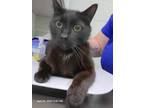 Adopt Midnight a Domestic Medium Hair, Domestic Short Hair