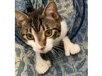 Adopt Aaron - Center a Domestic Short Hair