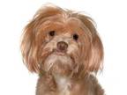 Adopt Chuck a Lhasa Apso, Shih Tzu