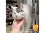 Adopt Sammi a White Domestic Longhair / Domestic Shorthair / Mixed cat in Ann