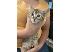 Adopt Trowel (Available for pre-adoption) a Domestic Shorthair / Mixed cat in