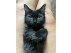 Adopt Megaphone a Domestic Longhair / Mixed cat in Camden, SC (38620918)