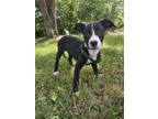 Adopt Bertha a Black - with White Terrier (Unknown Type, Medium) / Mixed dog in