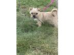 Adopt Belle a Tan/Yellow/Fawn Terrier (Unknown Type, Medium) / Mixed dog in