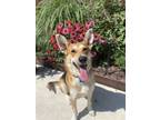 Adopt Maverick a Tricolor (Tan/Brown & Black & White) German Shepherd Dog /