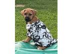 Adopt Zeke a Tan/Yellow/Fawn - with Black Boxer / Black Mouth Cur / Mixed dog in