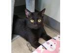 Adopt Wybie a All Black Domestic Shorthair / Mixed (short coat) cat in Sarasota