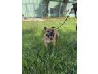 Adopt Chanel a Tan/Yellow/Fawn - with Black American Pit Bull Terrier / Mixed