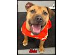 Adopt Shia a Brown/Chocolate - with White Mixed Breed (Medium) / Mixed dog in