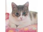 Adopt Franchesca a Calico or Dilute Calico Domestic Shorthair / Mixed cat in