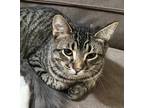 Adopt Jambo a Spotted Tabby/Leopard Spotted Domestic Shorthair (short coat) cat