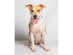 Adopt Chloe a Tan/Yellow/Fawn Mixed Breed (Medium) / Mixed dog in Palm Springs