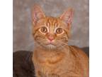 Adopt Bart a Orange or Red Domestic Shorthair / Mixed cat in Cincinnati