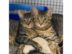 Adopt Esme a Domestic Shorthair / Mixed (short coat) cat in Ewing, NJ (38634748)