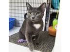 Adopt Ruby a Domestic Shorthair / Mixed (short coat) cat in Ewing, NJ (38634743)