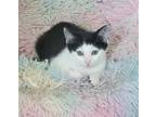 Adopt Viola (Available for pre-adoption) a Domestic Shorthair / Mixed cat in