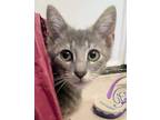 Adopt Oliver a Gray, Blue or Silver Tabby Domestic Shorthair / Mixed (short