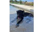Adopt Rey of Sunshine a Black Staffordshire Bull Terrier dog in Bellingham