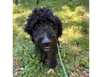 Adopt Harvest Rain a Mixed Breed, Standard Poodle