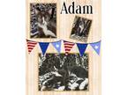 Adopt Adam a Domestic Short Hair