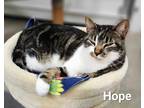 Adopt Hope a Domestic Shorthair / Mixed (short coat) cat in Defiance