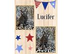 Adopt Lucifier a Domestic Short Hair