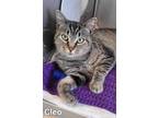 Adopt Cleo a Domestic Shorthair / Mixed (short coat) cat in Defiance