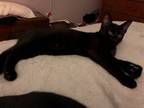 Adopt Mae Mae's Anastasia KITTEN a All Black Domestic Shorthair / Mixed (short