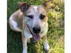 Adopt Chandler a Australian Cattle Dog / Labrador Retriever / Mixed dog in