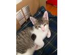 Adopt Ragnar KITTEN a Gray, Blue or Silver Tabby Domestic Shorthair / Mixed