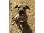 Adopt Sunny Lonestar a Brindle Boxer / Mountain Cur / Mixed dog in Rockaway