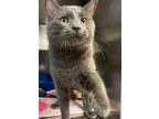 Adopt Charcoal a Domestic Shorthair / Mixed (short coat) cat in Vineland