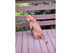 Adopt Ella Mae a Mixed Breed (Medium) / Mixed dog in Vineland, NJ (38888816)