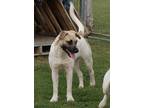 Adopt Shell a Mixed Breed (Medium) / Mixed dog in Fargo, ND (38880335)