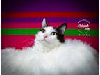Adopt Mason Moo a Black & White or Tuxedo Domestic Longhair / Mixed cat in Salt
