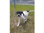 Adopt Lobster a Labrador Retriever / Mixed dog in Ocala, FL (38692905)