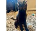 Adopt Pistachio a All Black Domestic Shorthair / Mixed cat in San Antonio