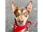 Adopt Jericho a Siberian Husky / Terrier (Unknown Type, Medium) / Mixed dog in