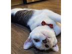 Adopt Jack a Black & White or Tuxedo Domestic Shorthair / Mixed cat in Salt Lake