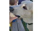 Adopt Milo a White Great Pyrenees / Mixed dog in Libertyville, IL (38612088)