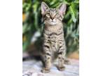 Adopt Mac a Domestic Mediumhair / Mixed cat in Libertyville, IL (38612085)
