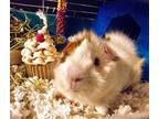 Adopt Victor a Guinea Pig small animal in Libertyville, IL (38750968)