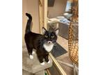 Adopt Oreo a Black & White or Tuxedo Domestic Shorthair / Mixed cat in