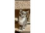 Adopt Ally a Domestic Shorthair / Mixed cat in Libertyville, IL (38750967)