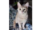 Adopt Peaches a Domestic Mediumhair / Mixed cat in Libertyville, IL (38831092)