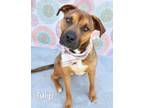 Adopt Tulip a American Staffordshire Terrier / Bullmastiff / Mixed dog in