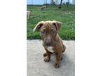 Adopt Mittens a Brown/Chocolate Pit Bull Terrier / Australian Kelpie dog in