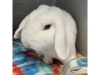 Adopt Eddie aka The Molinator a Mini Lop